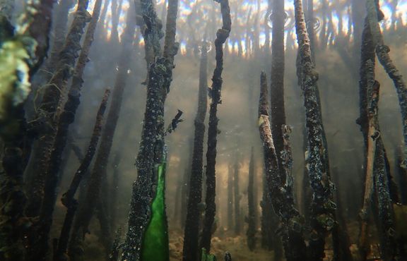 Карандашные корни (пневматофоры) под водой 