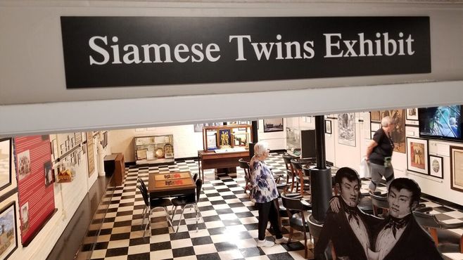 Выставка сиамских близнецов