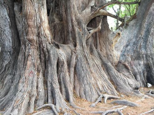 Ствол и корни тысячелетнего дерева