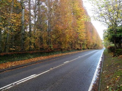 Живая изгородь Миклура