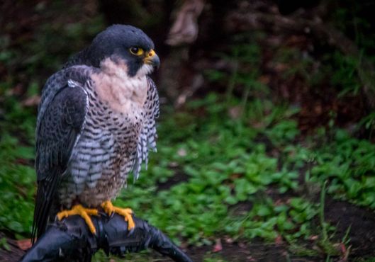 Замок Данробин