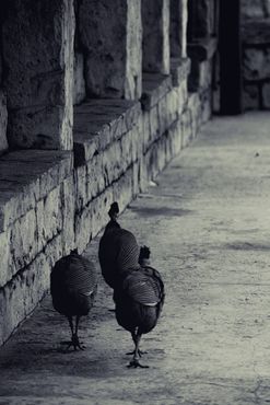 Цесарки в птичьем саду Montecasino