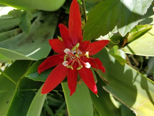 Красный цветок страсти (из того же рода, что и лиана, на которой растёт маракуйя) в саду за театром