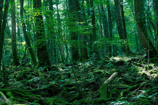Аокигахара, печально известный лес самоубийц в префектуре Яманаси, Япония