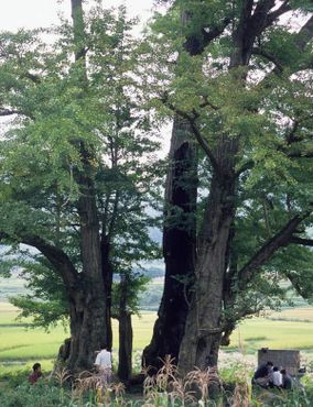 Великий король гинкго Ли Цзявань
