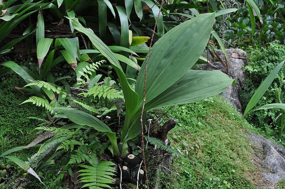 Исчезающий вид орхидей Lycaste powellii, эндемик тропических лесов Панамы