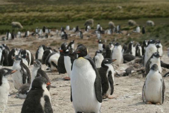 Одна из многих колоний пингвинов в Бертас Бич
