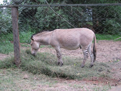 Зедонк (гибрид зебры и осла) пасётся в приюте для животных в Найроби