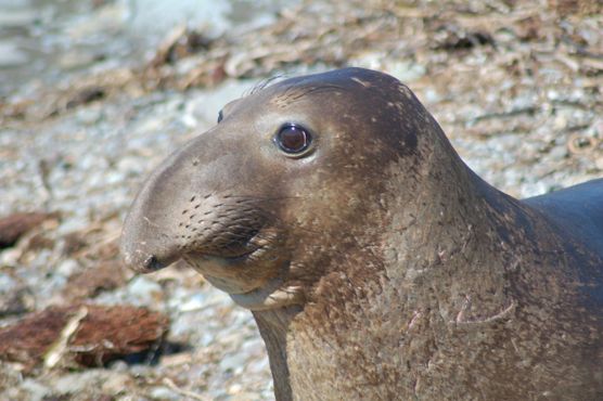 Молодой самец северного морского слона