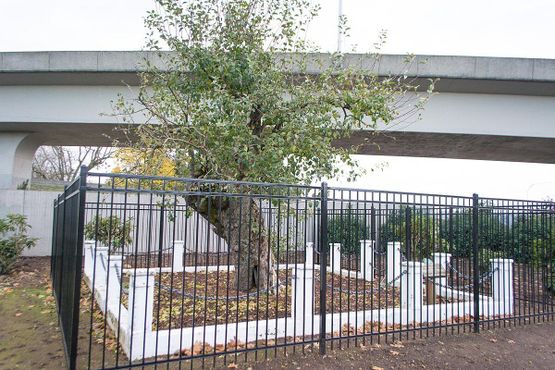 Старая яблоня