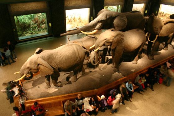 Зал африканских млекопитающих имени Эйкли и диорама с окапи в левом углу