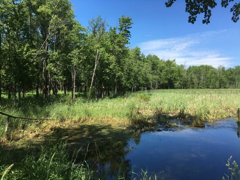 Скворечниковый лес