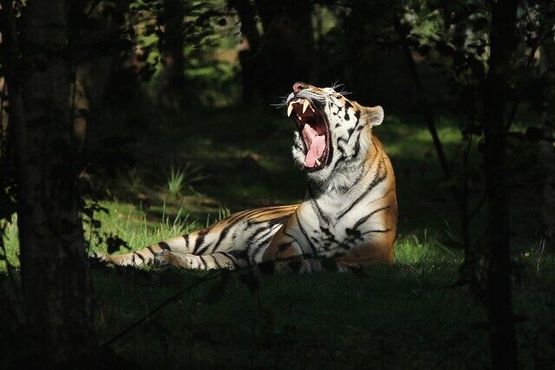 Зевающий малазийский тигр